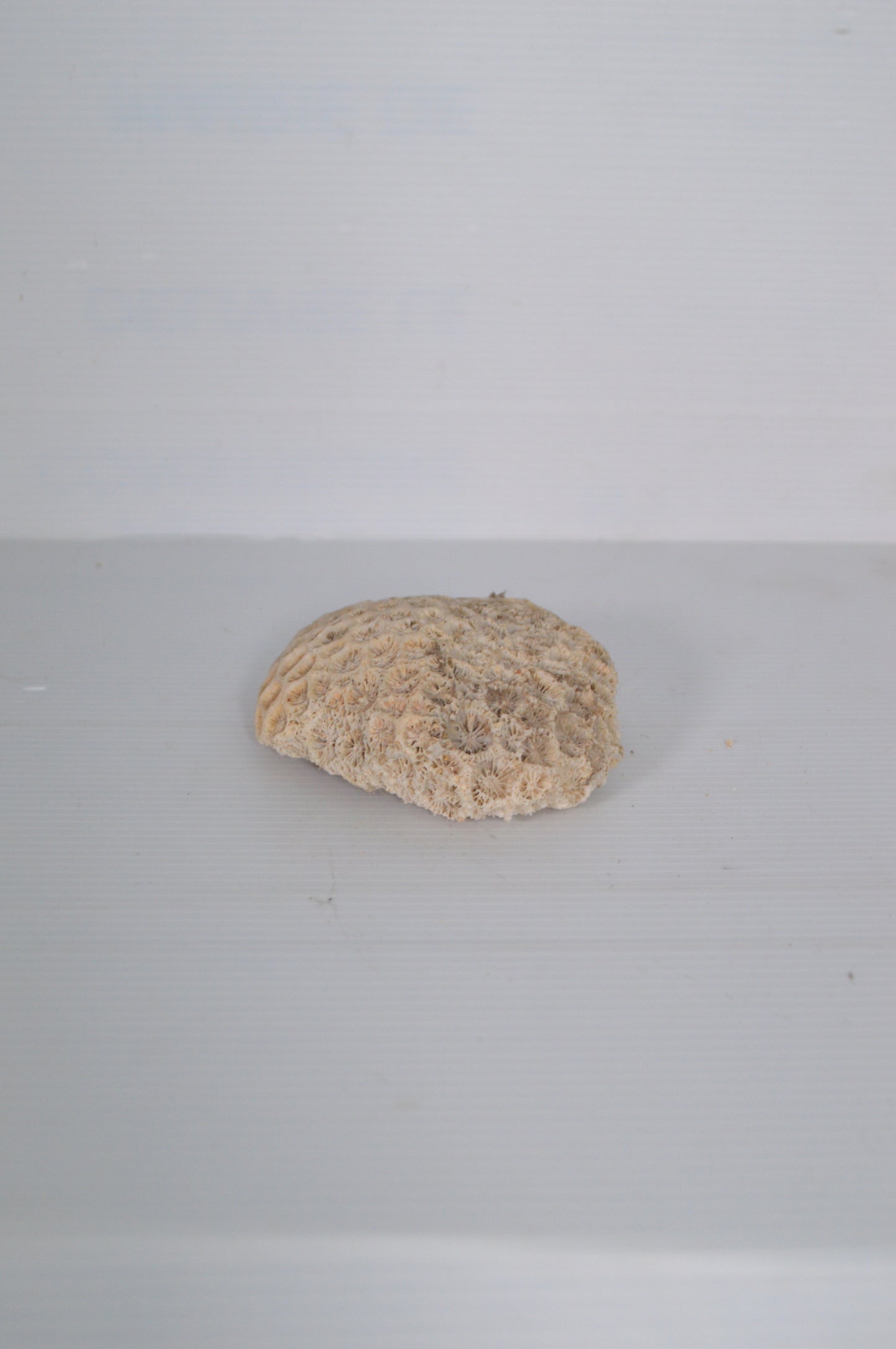 corail-cabinet-de-curiosités