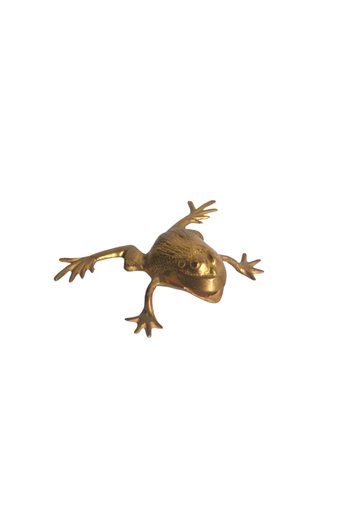 grenouille-décorative