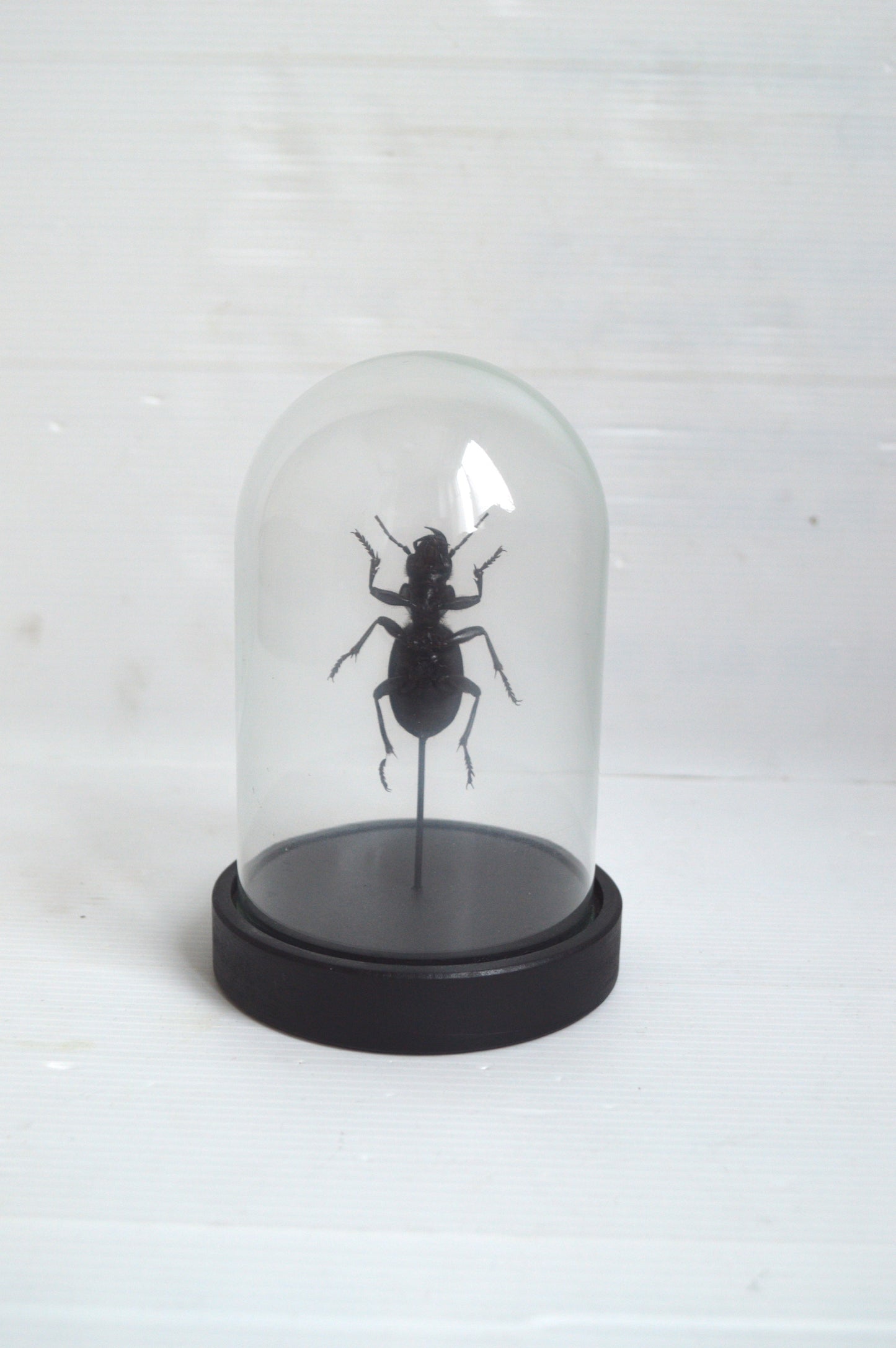 insecte-sous-globe