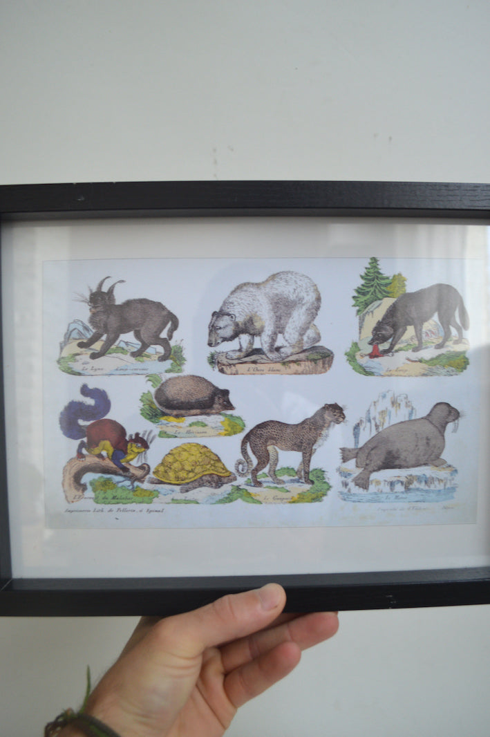 Cadre lithographie sur les animaux