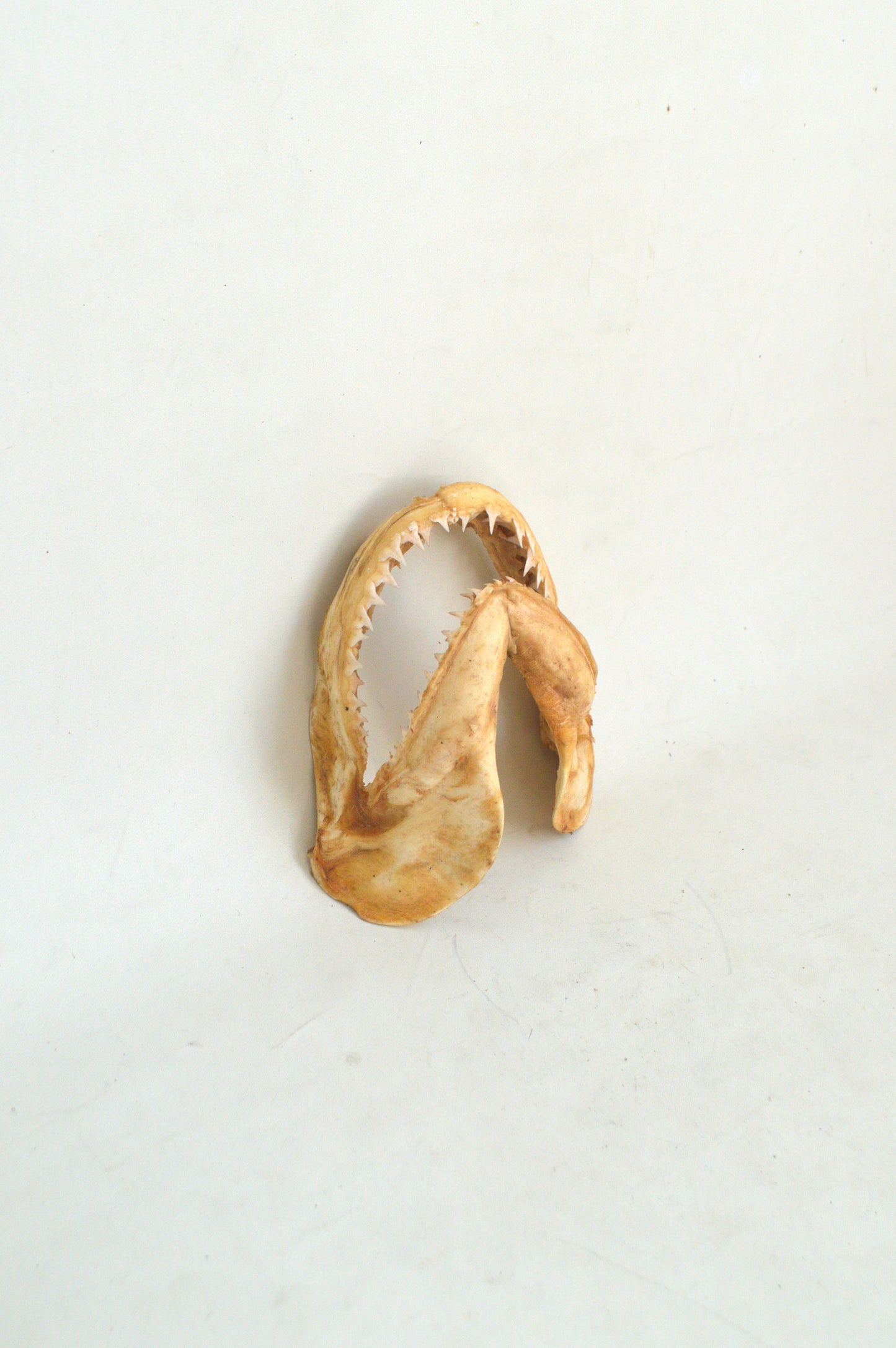 machoires-cabinet-de-curiosité