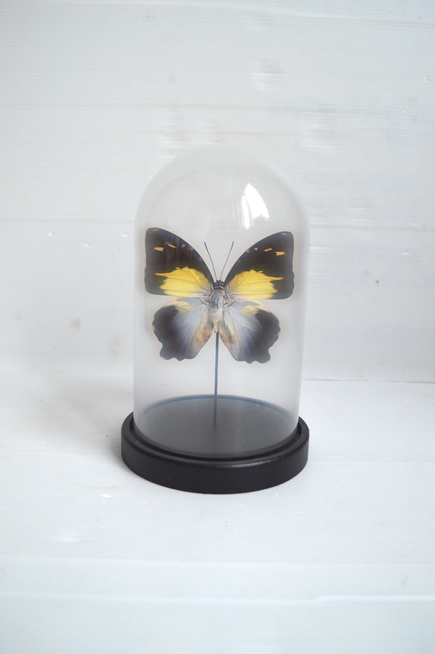 papillon-naturalisé-sous-cloche