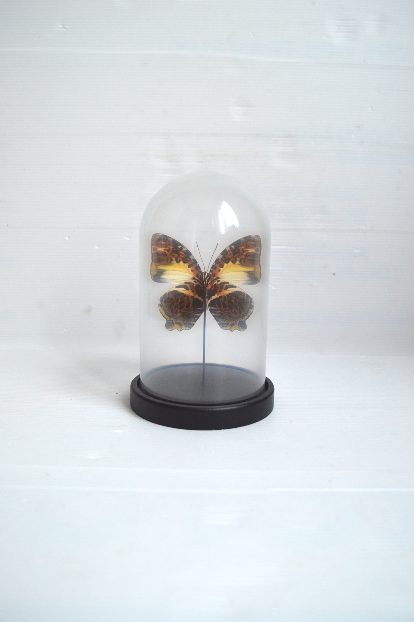 papillon-naturalisé-sous-verre