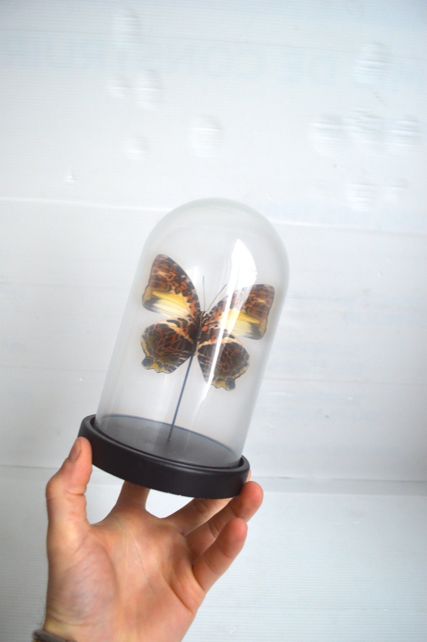 papillon-sous-verre