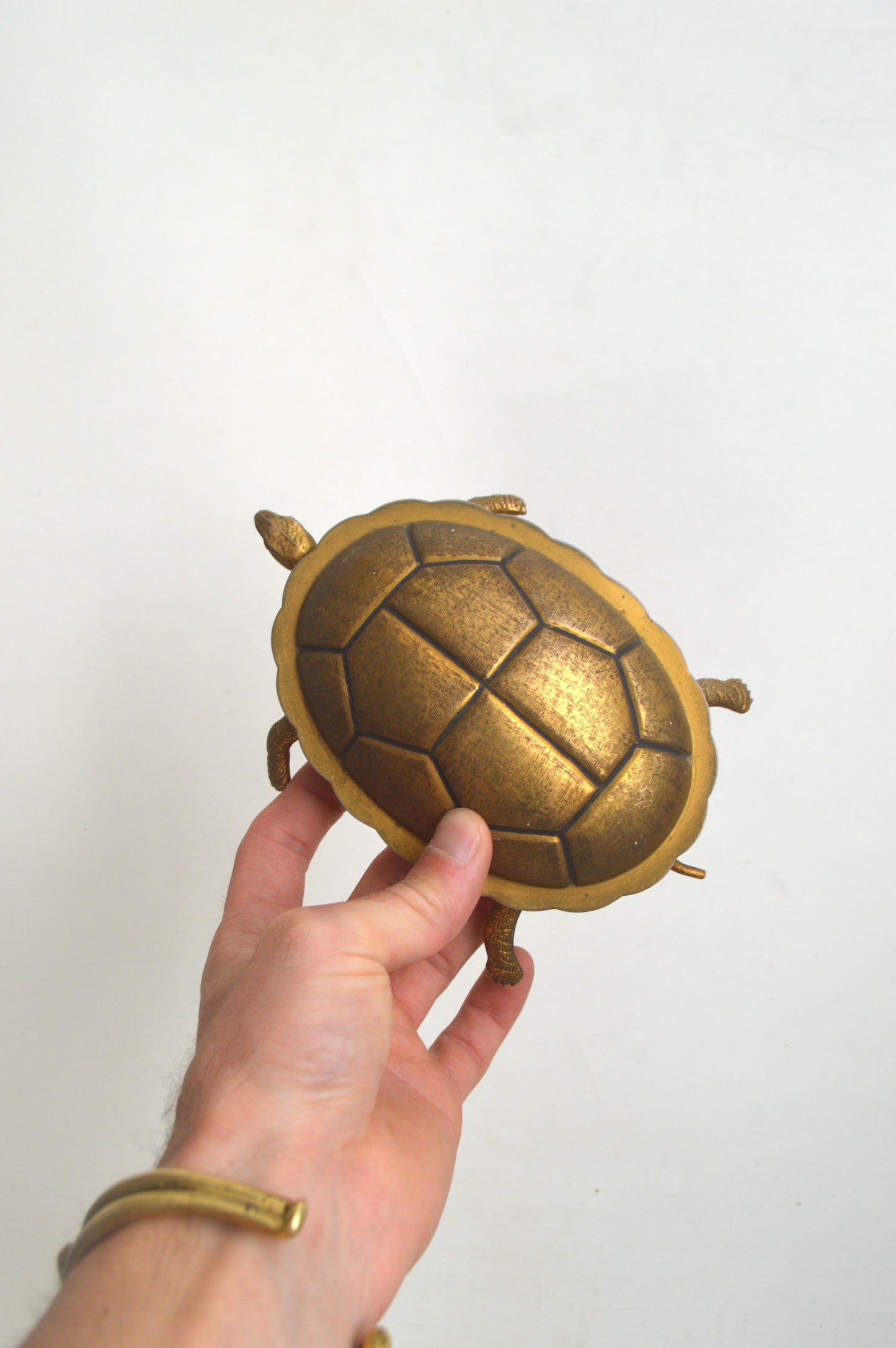 tortue-dorée