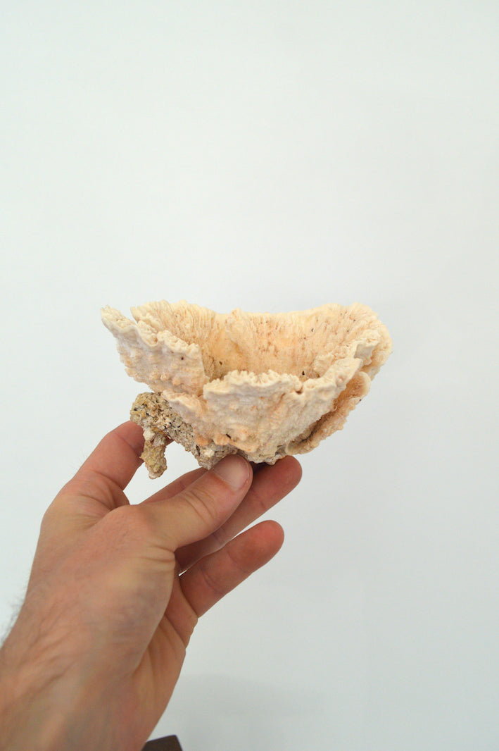 corail décoratif aquariophilie