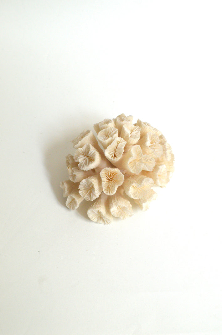 Corail blanc