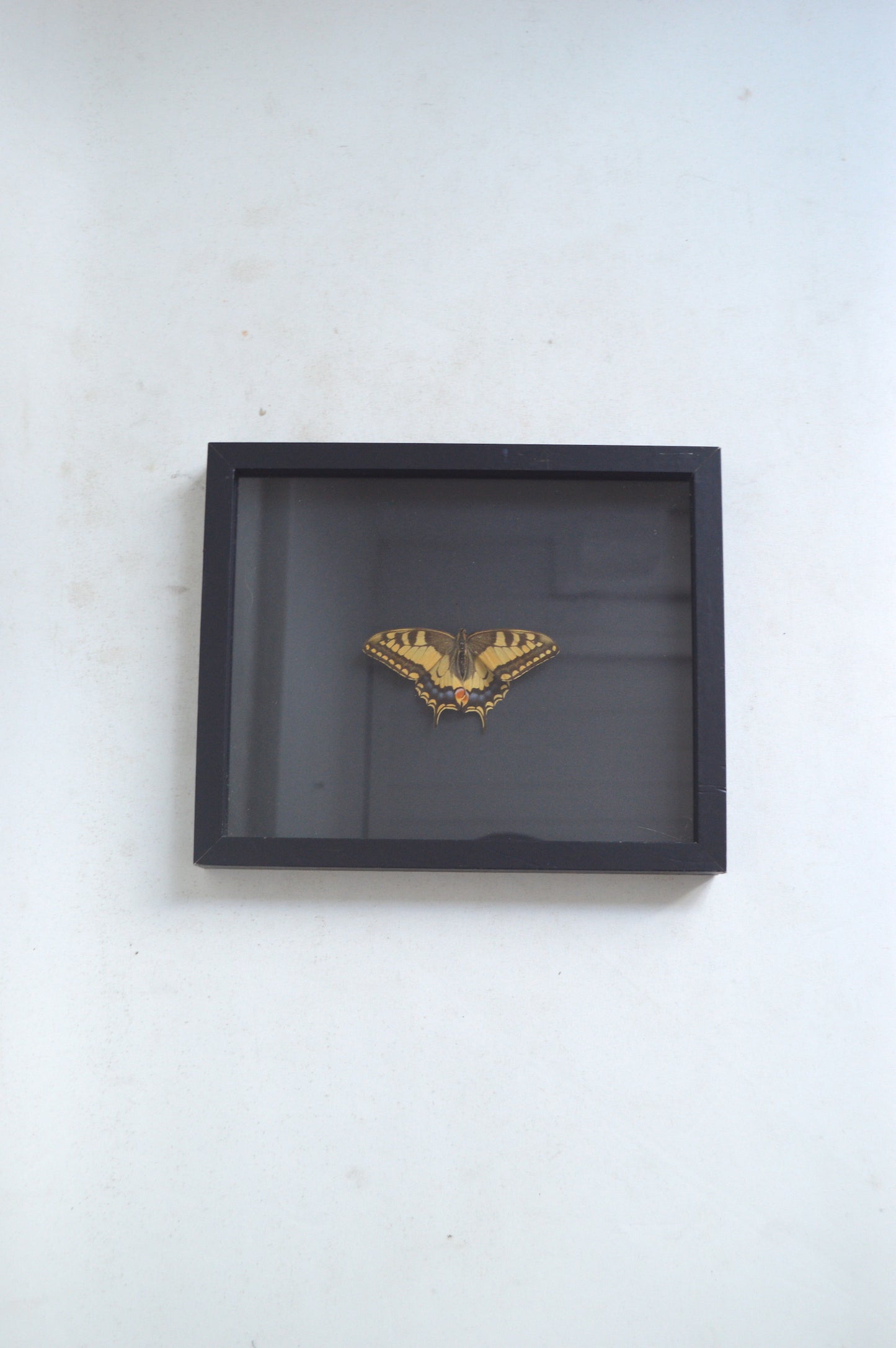 Cadre vitrine papillon