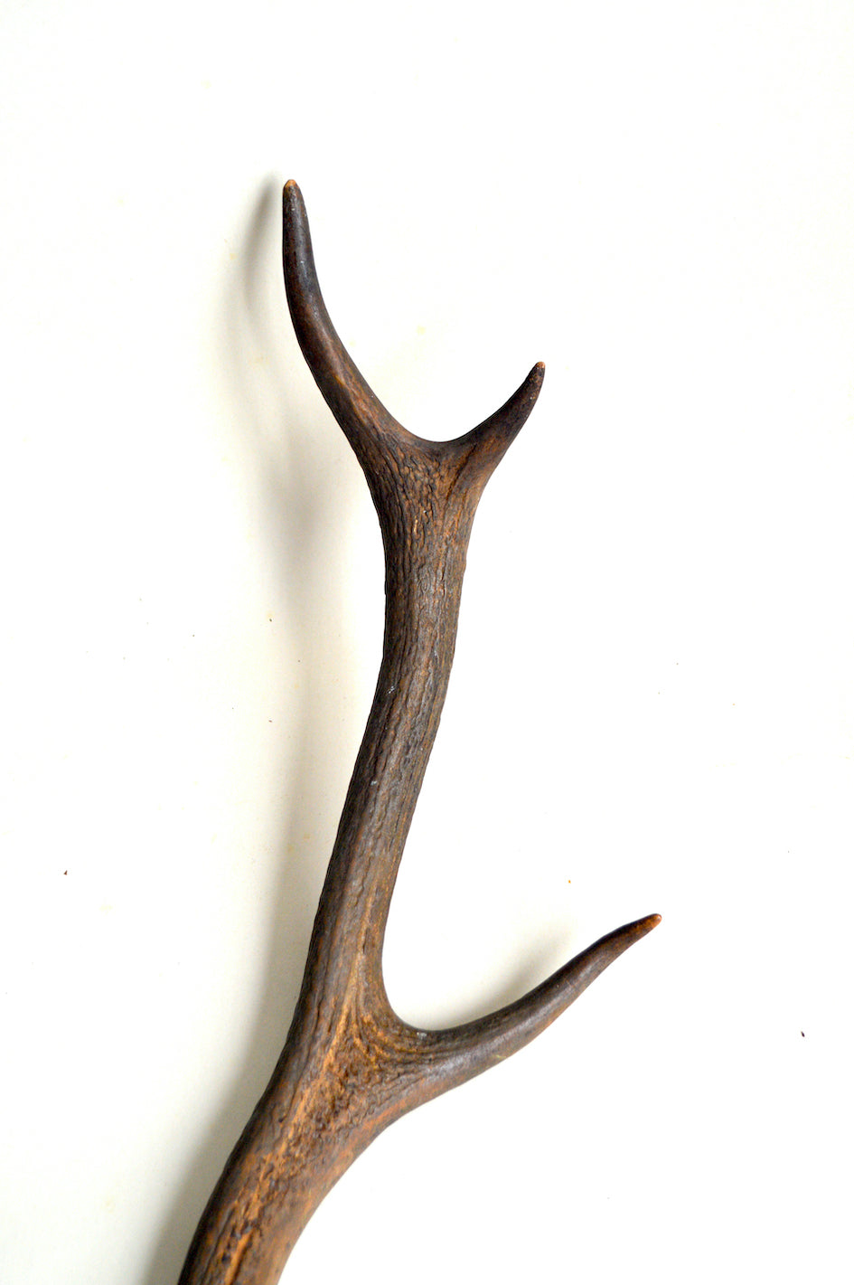 Bois de Cerf