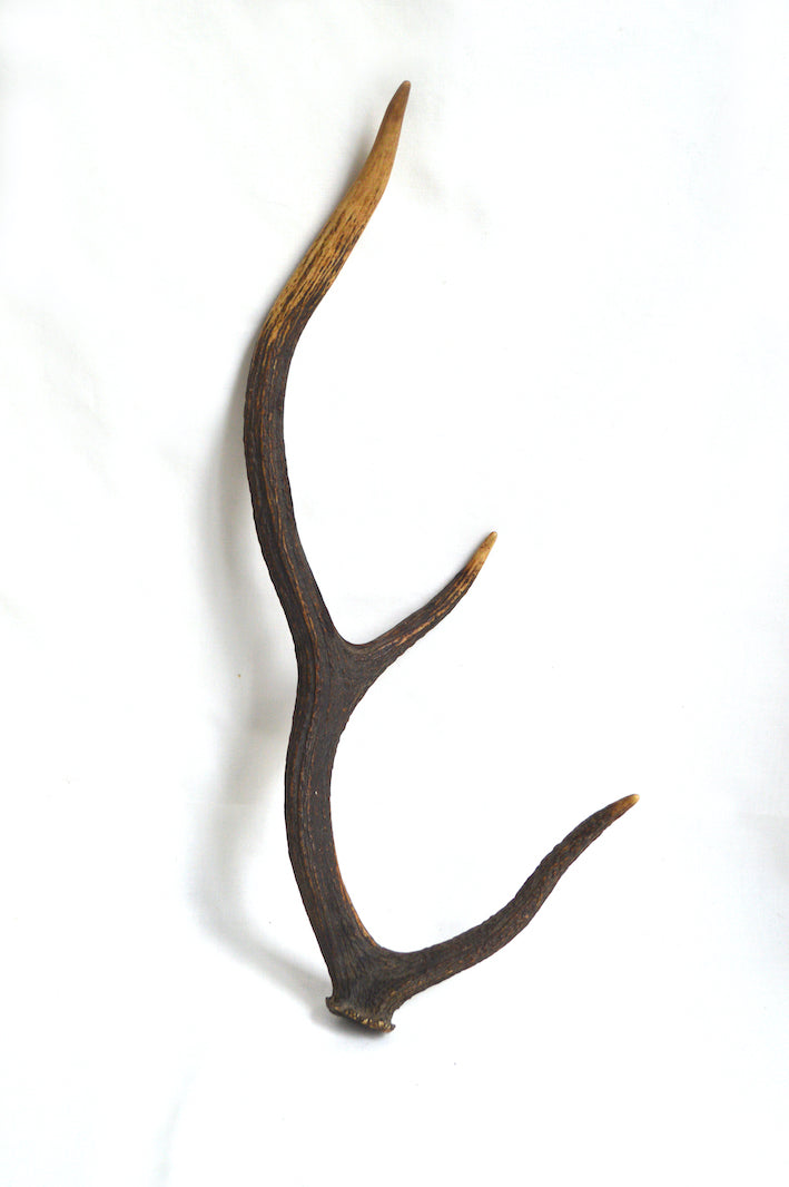 Poignard de Chasse – Manche Bois de Cerf Poignard de Chasse – Manche Bois de Cerf
