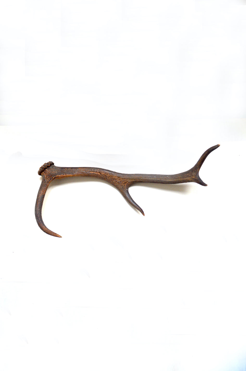 véritable bois de cerf