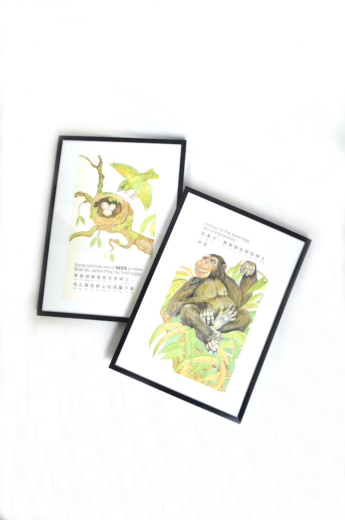 Cadres L'Oiseau et le Chimpanzé