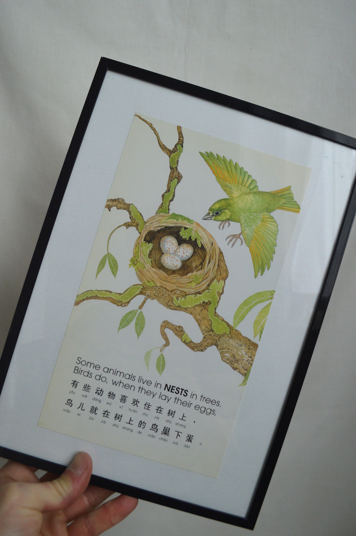 Cadres L'Oiseau et le Chimpanzé