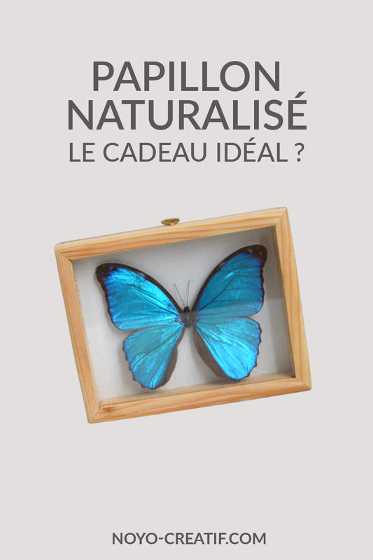 Papillon naturalisé : le cadeau idéal ?