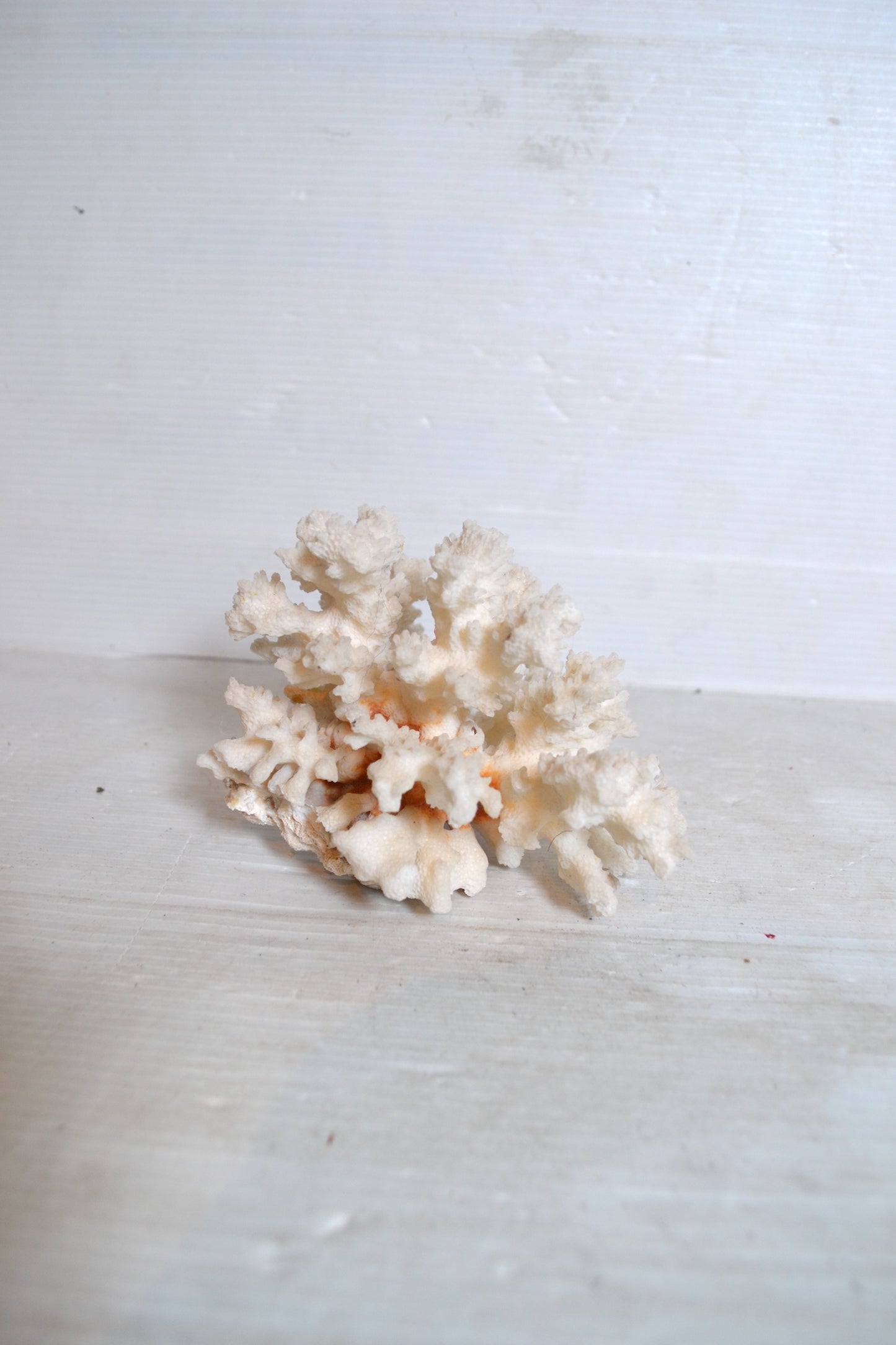 Corail blanc