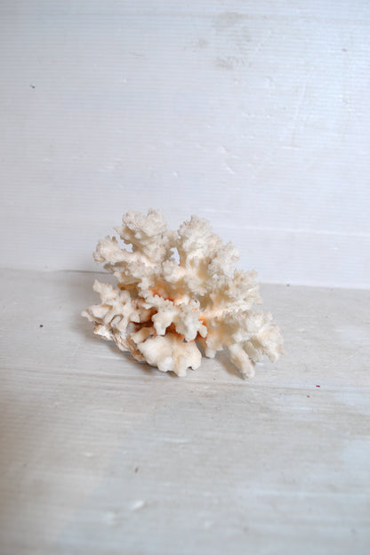 Corail blanc