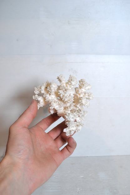 Corail blanc