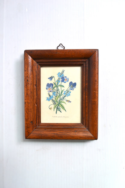 Cadre botanique Violette pensée Bruyère