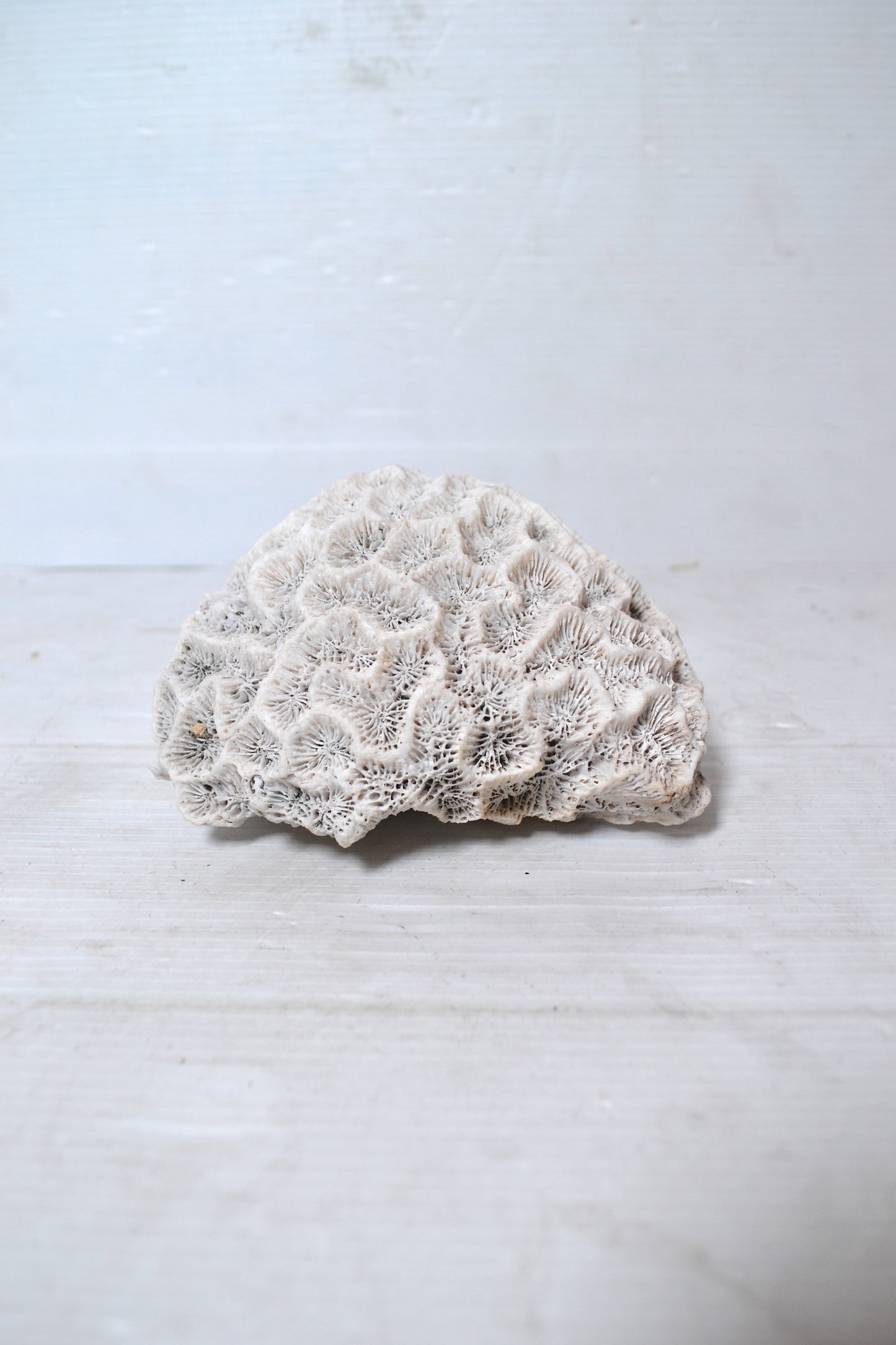 Corail Blanc authentique