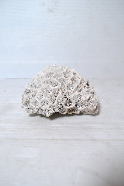 Corail Blanc authentique