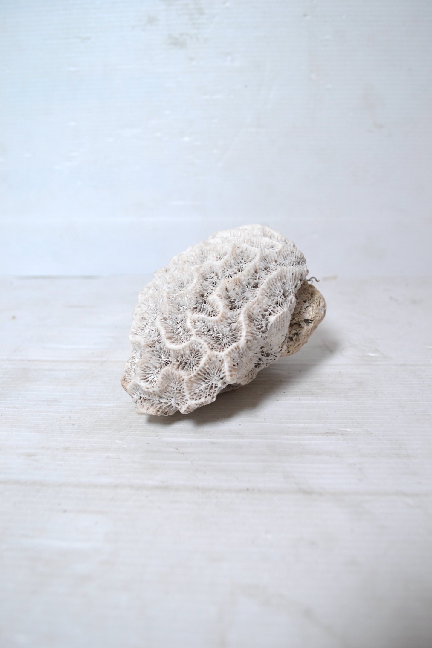 Corail Blanc authentique