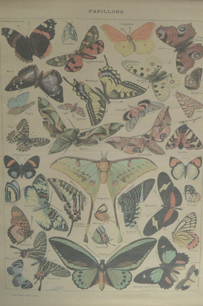 Affiche sur les papillons