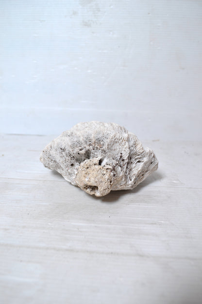 Corail Blanc authentique