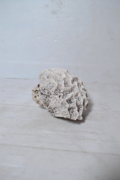 Corail Blanc authentique