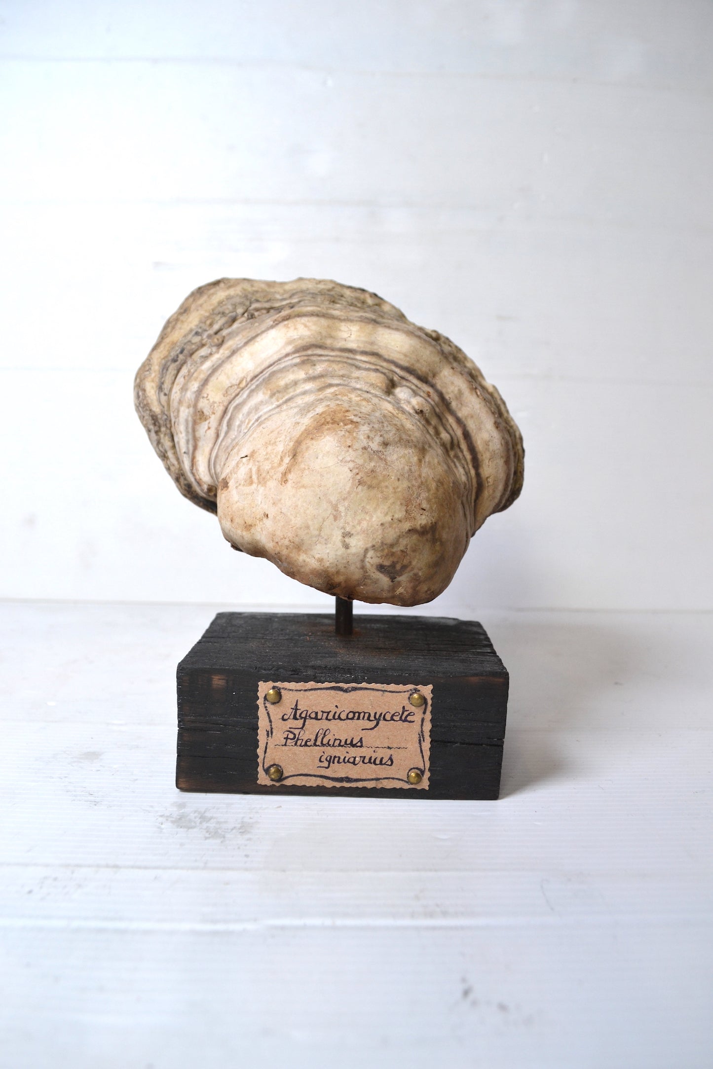 Champignon sur socle