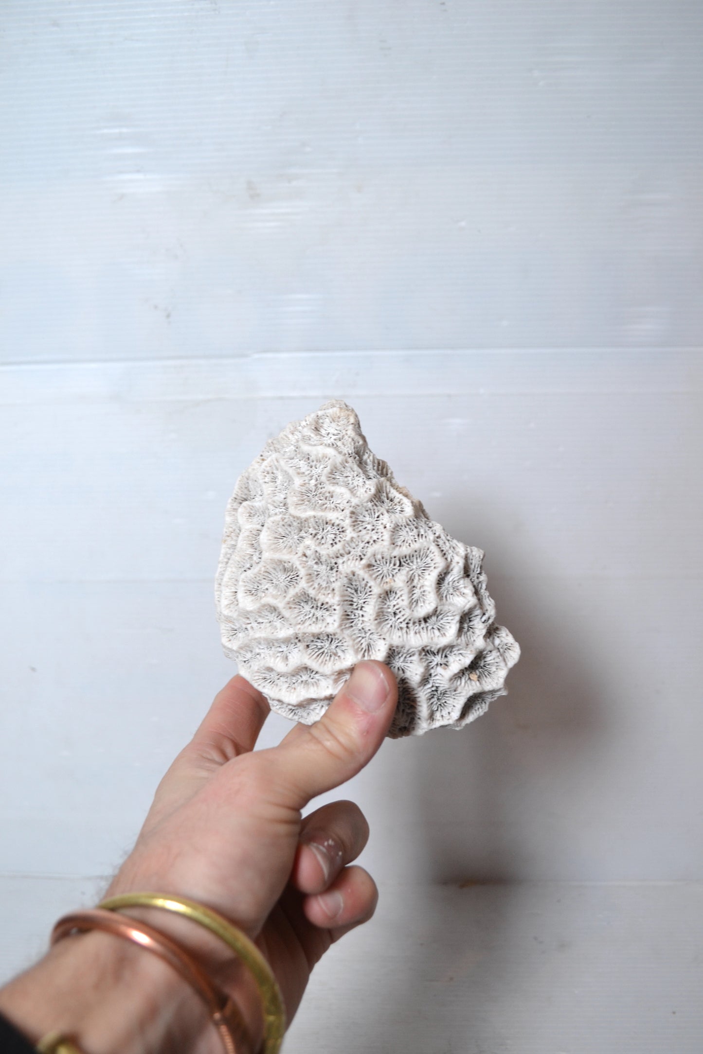 Corail Blanc authentique