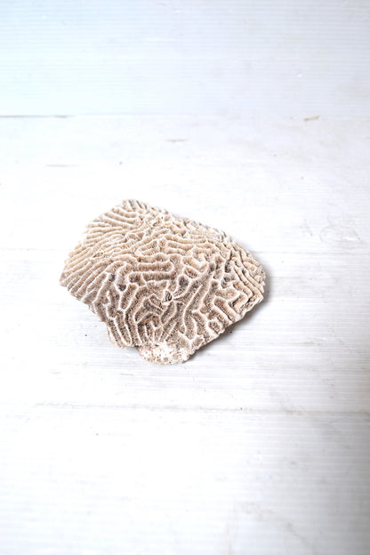 Corail Blanc naturel