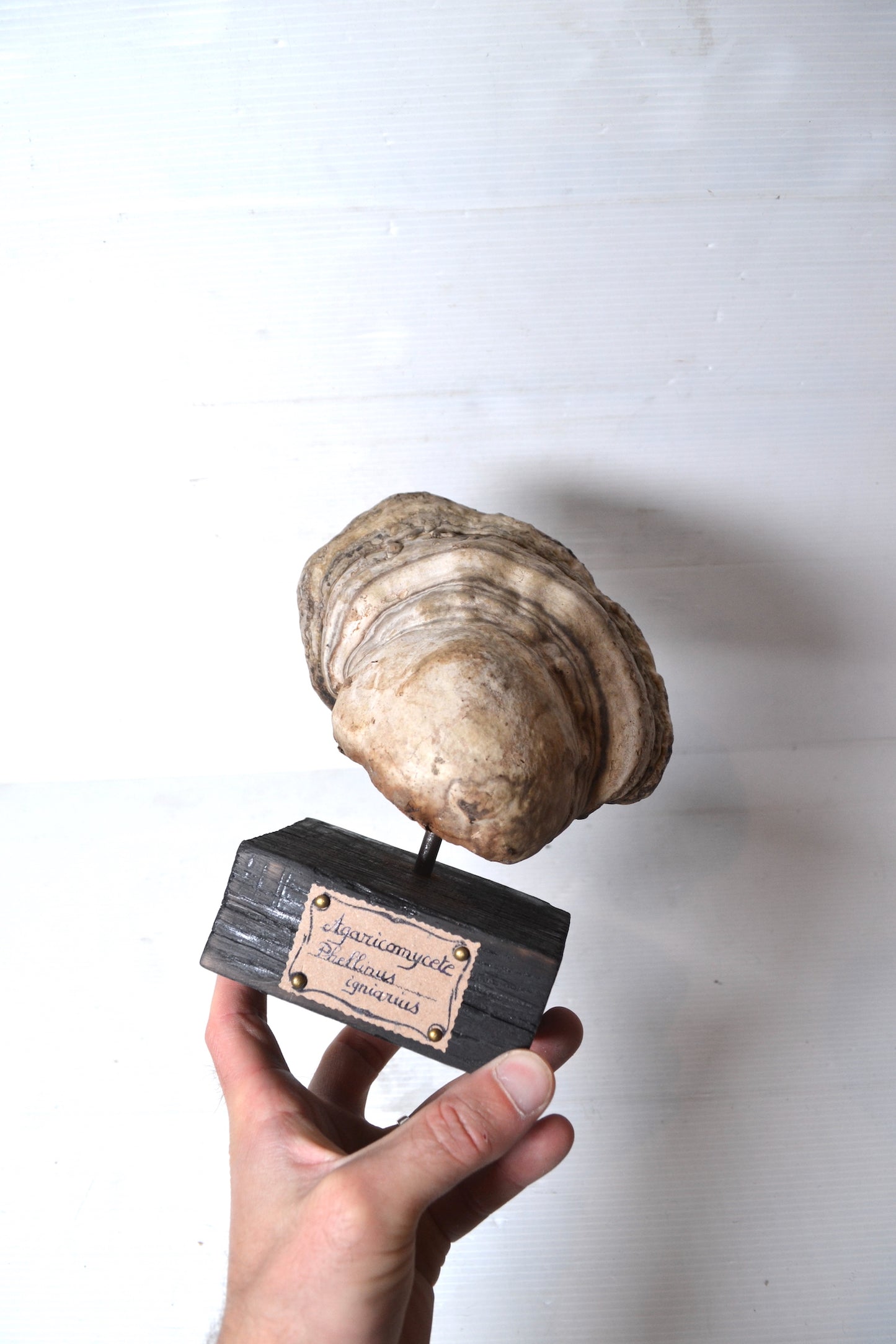 Champignon sur socle