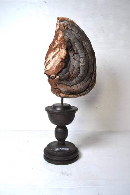 Champignon sur socle