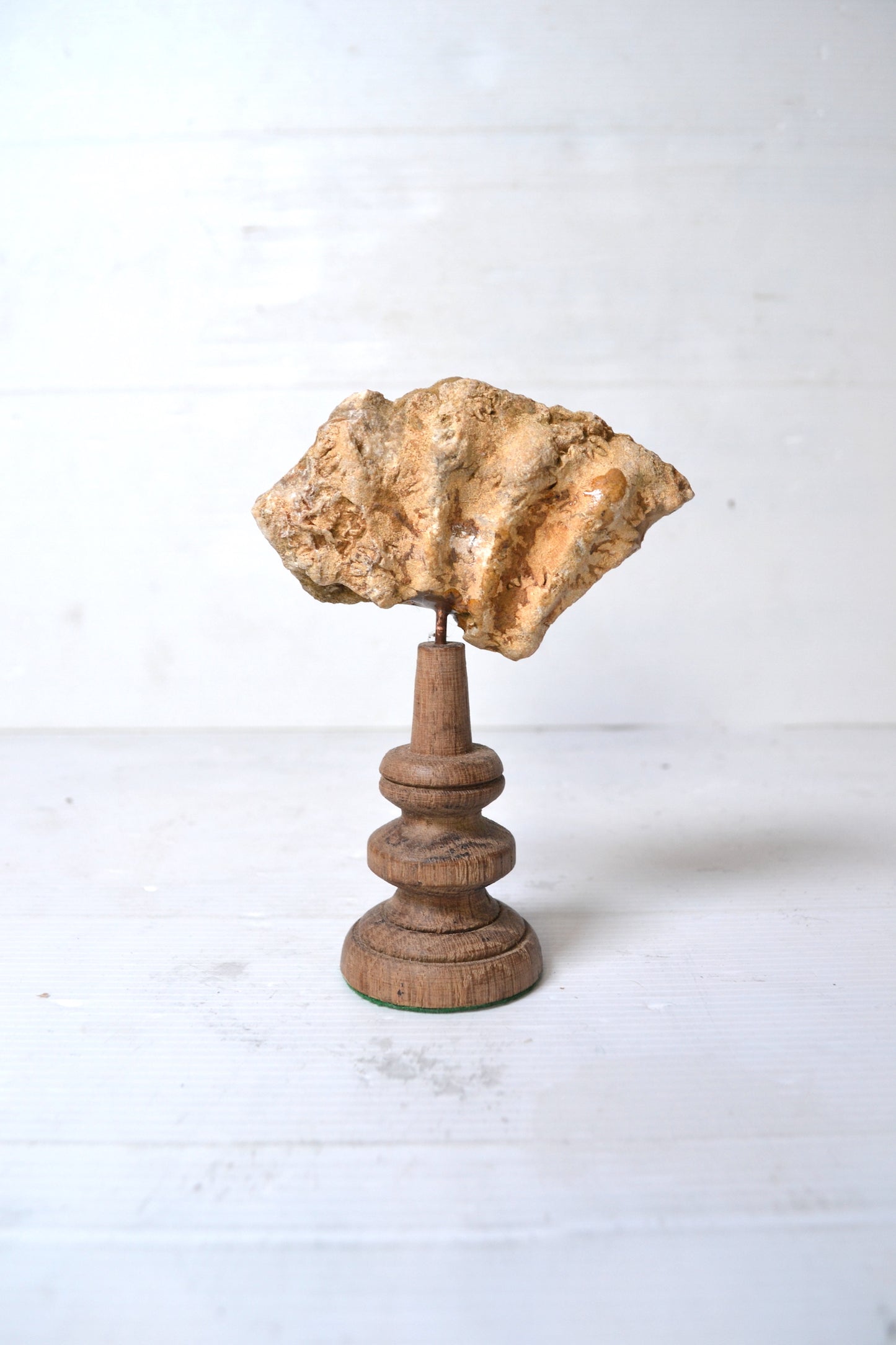 Ammonite sur socle