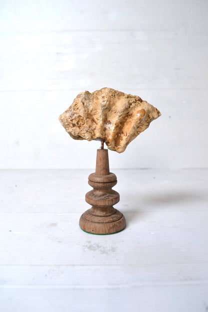 Ammonite sur socle
