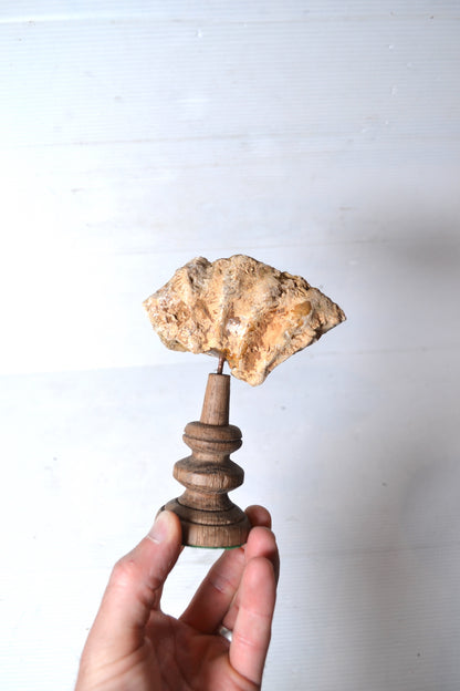 Ammonite sur socle