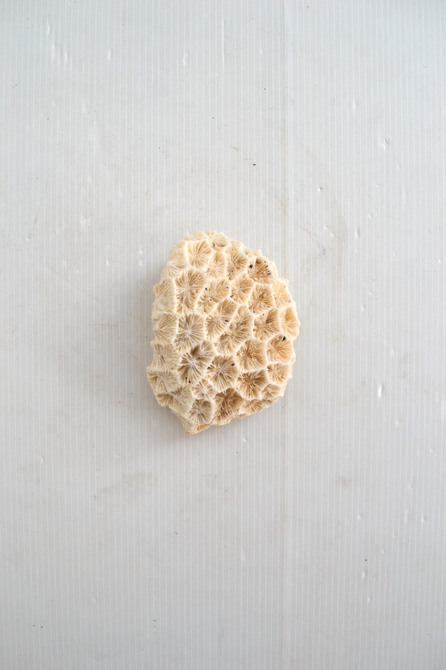 Corail Blanc
