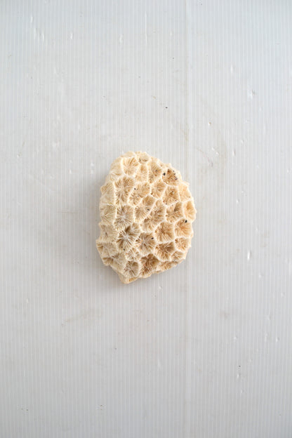 Corail Blanc