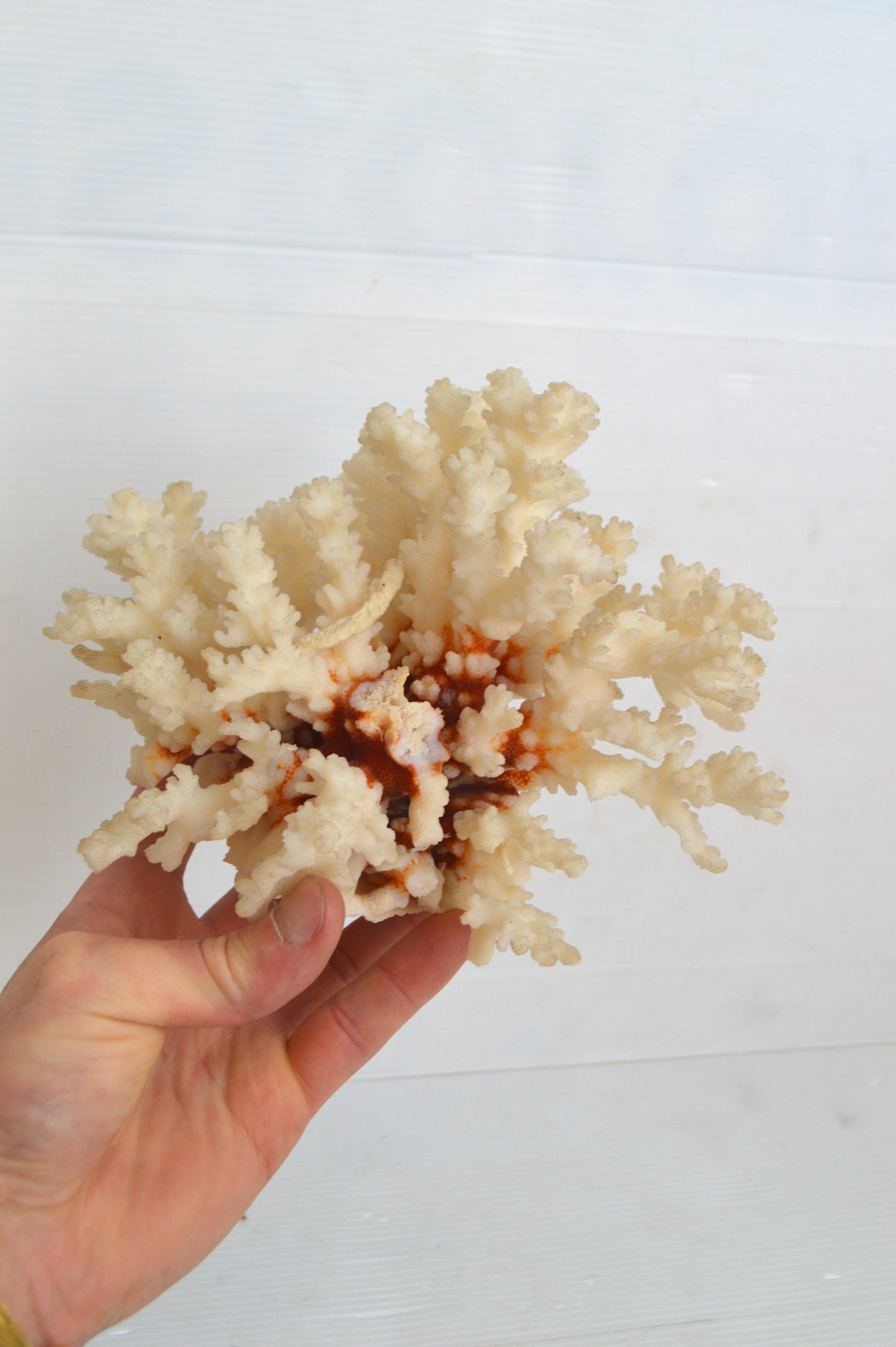 Corail blanc