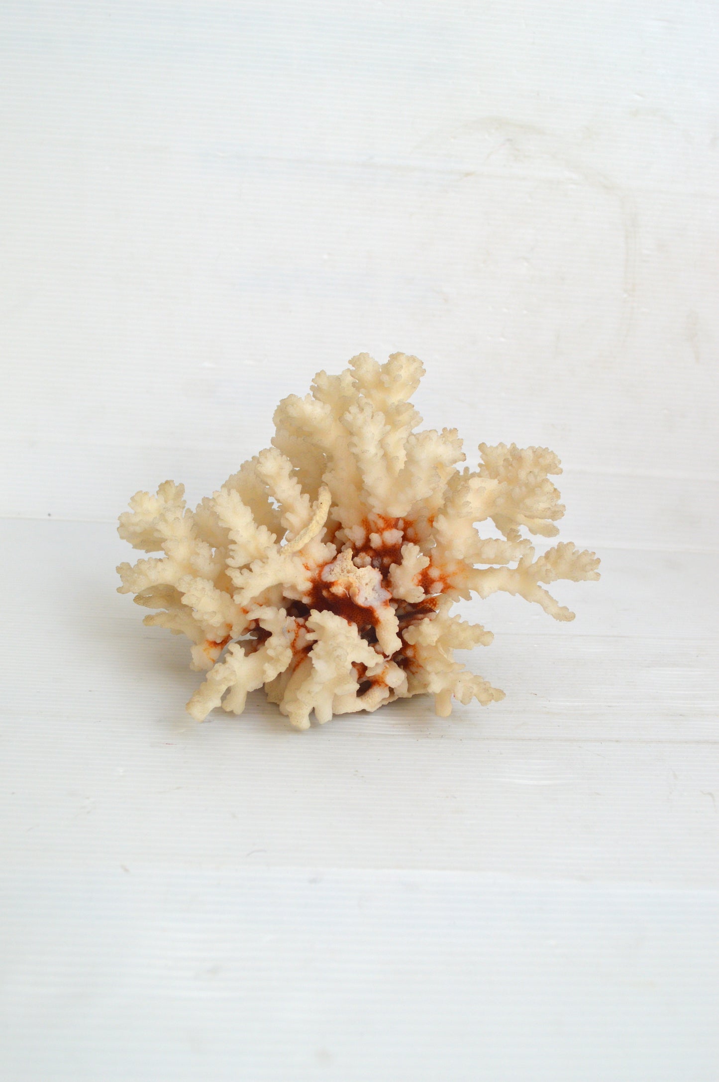 Corail blanc