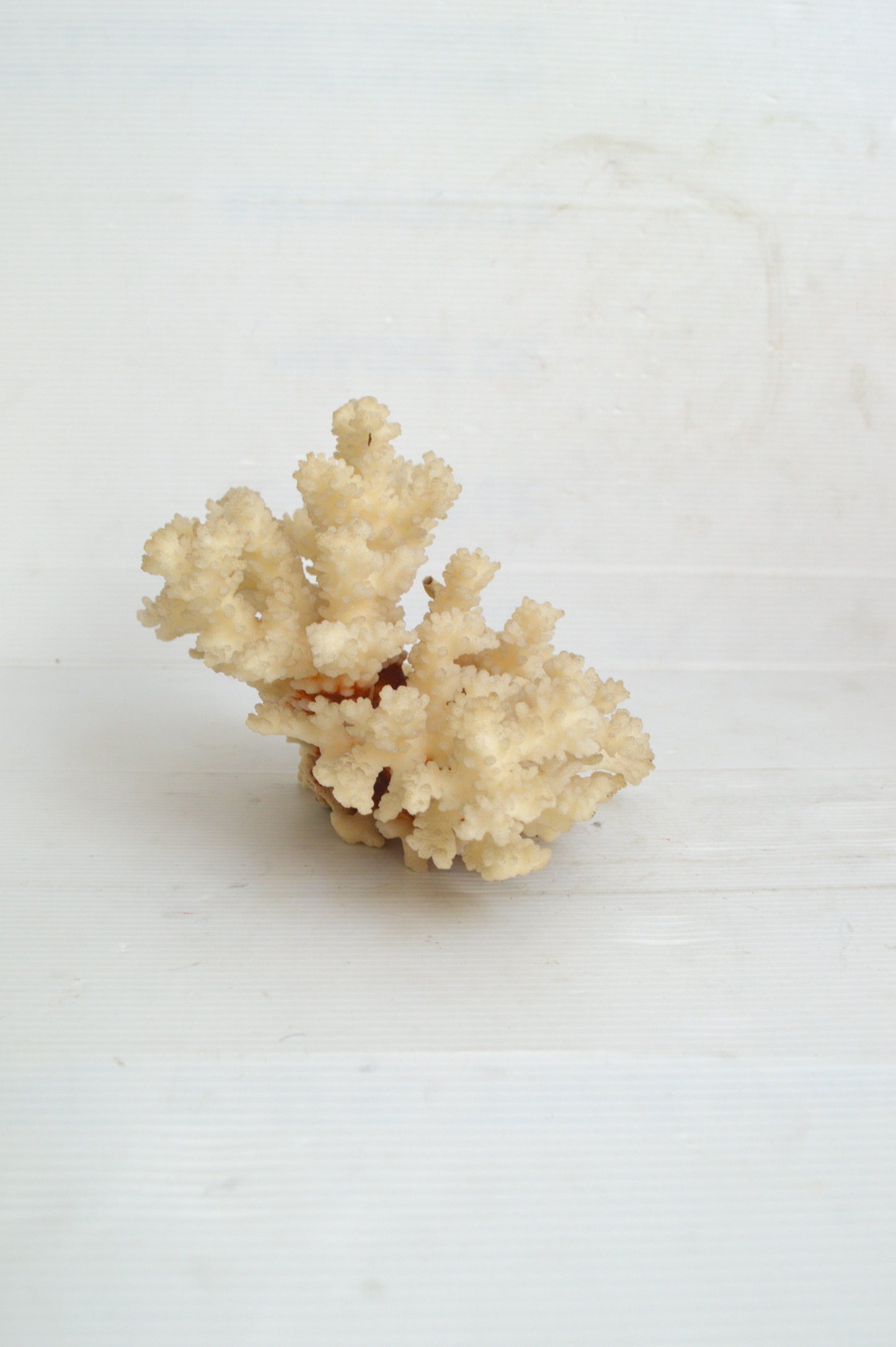 Corail blanc