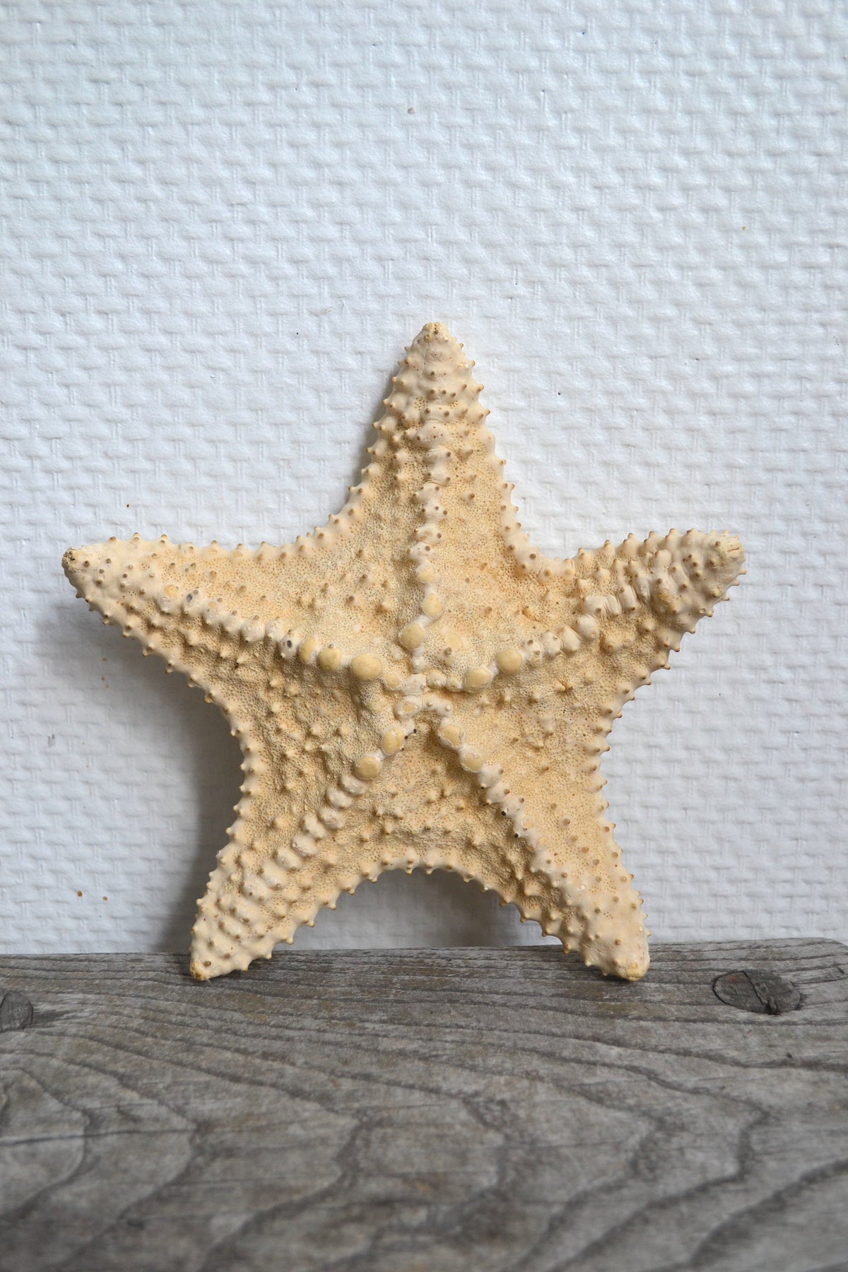 Étoile de mer
