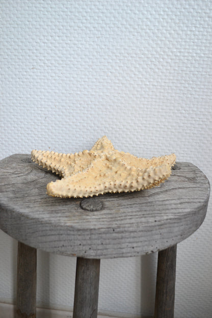 Étoile de mer