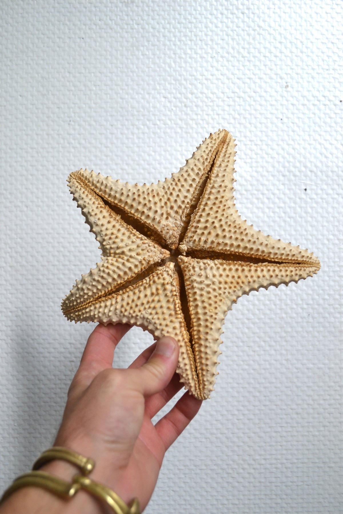 Étoile de mer