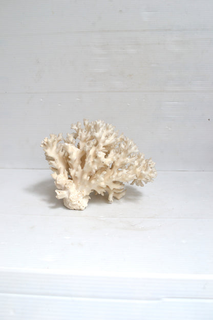 Corail blanc
