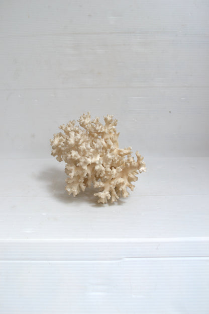 Corail blanc