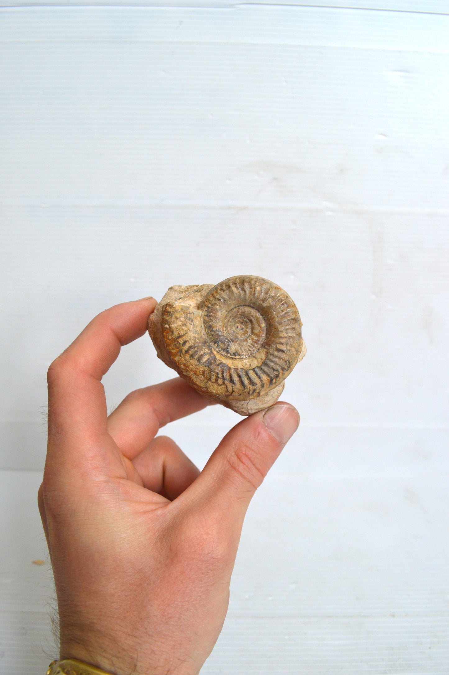 Fossile d'Ammonite