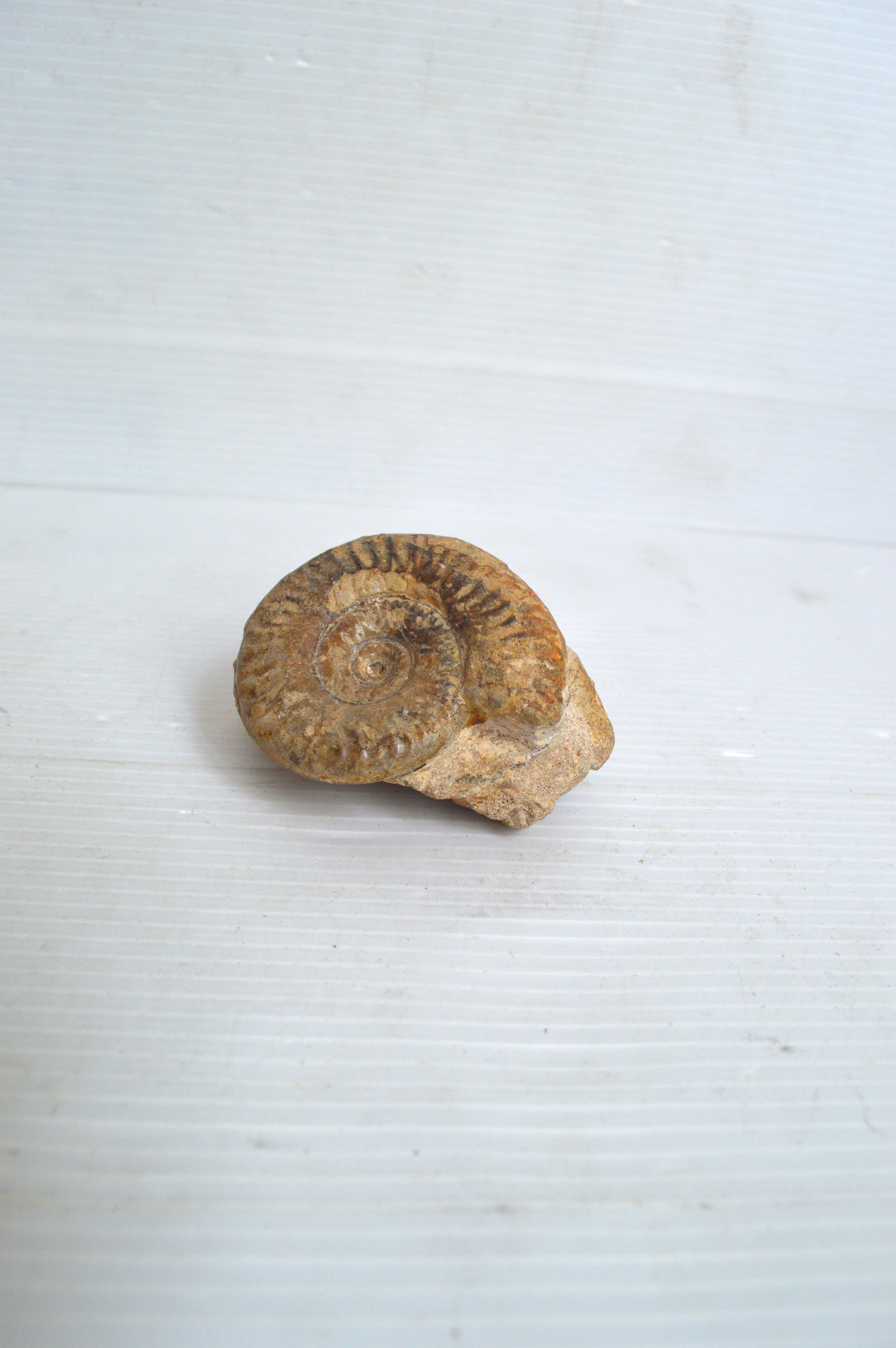 Fossile d'Ammonite
