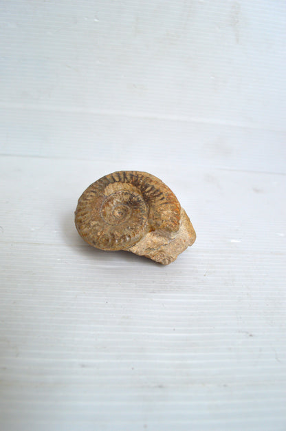 Fossile d'Ammonite