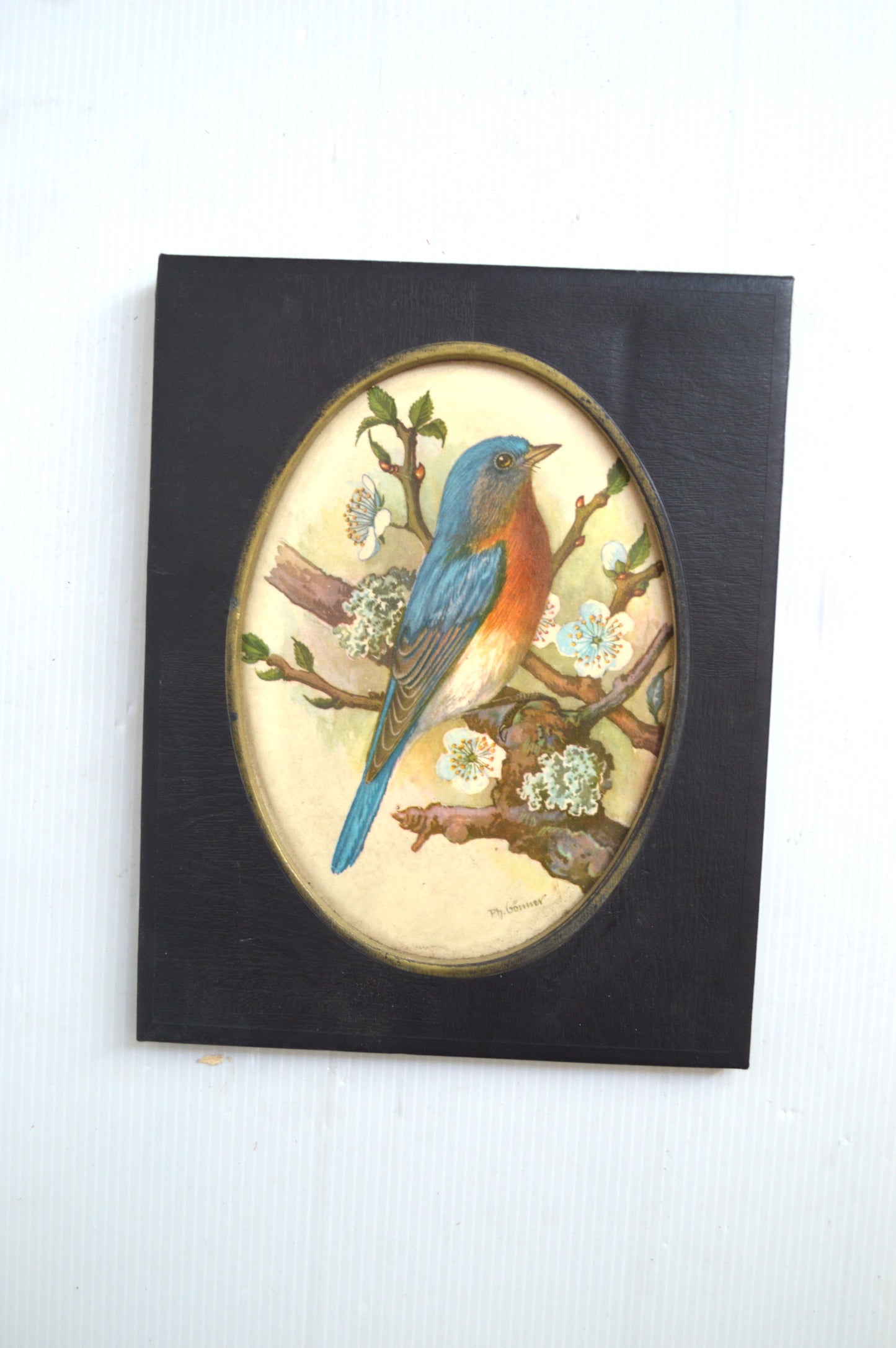 Cadre oiseau
